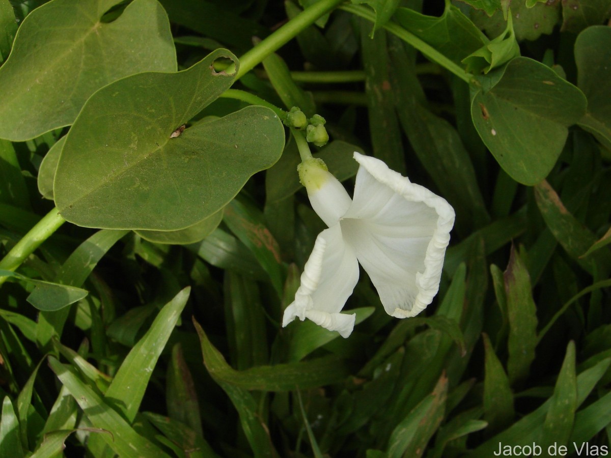 Ipomoea asarifolia (Desr.) Roem. & Schult.